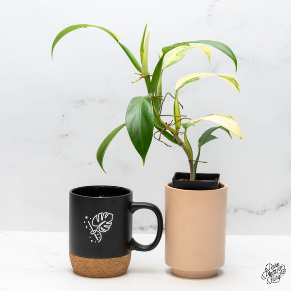 Philodendron Panduriforme Variegated (wk49-UI)