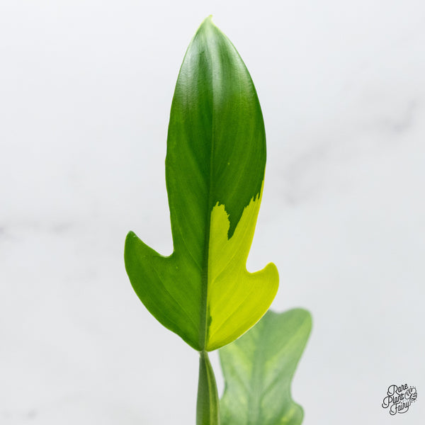 Philodendron Panduriforme Variegated (wk49-UI)