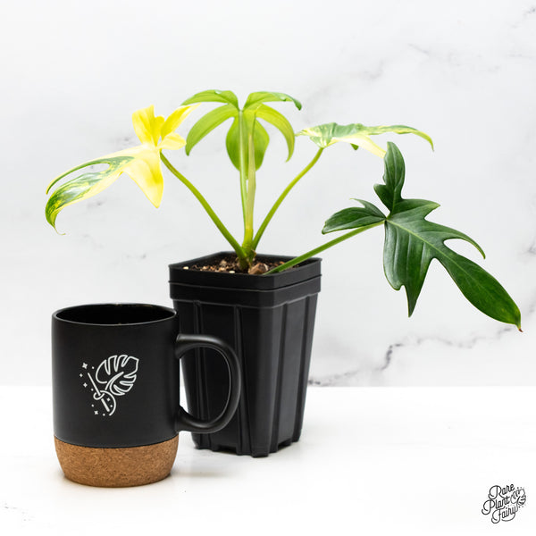 Philodendron 'Pedatum' Variegated (wk49-O)