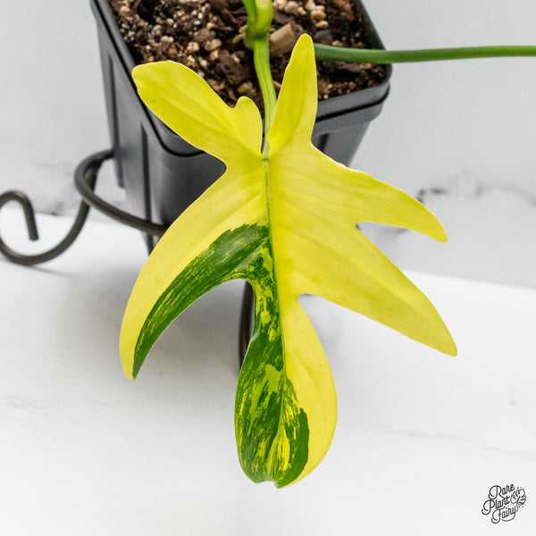 Philodendron 'Pedatum' Variegated (wk49-O)