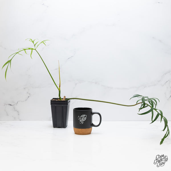 Philodendron polypodioides (wk5-O)