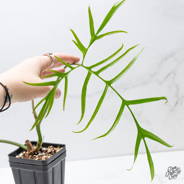 Philodendron polypodioides (wk5-O)