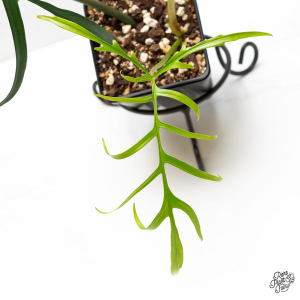 Philodendron polypodioides (wk5-P)