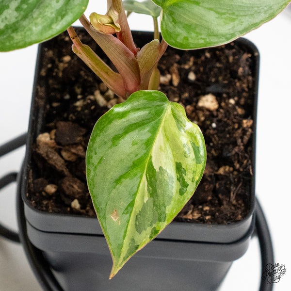 Philodendron Sodiroi Albo Variegated (wk52-UC)