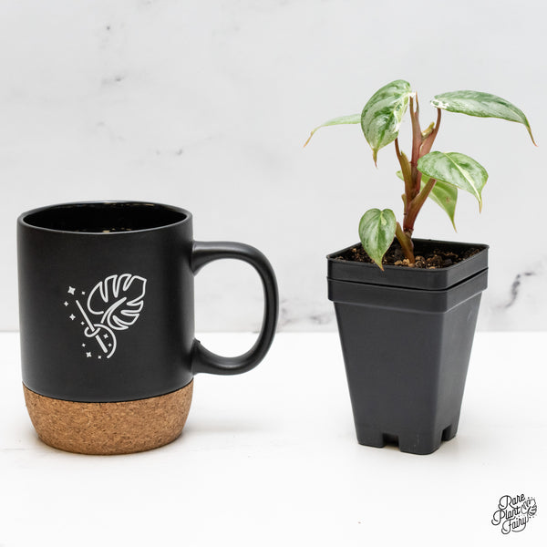 Philodendron Sodiroi Albo Variegated (wk52-UC)