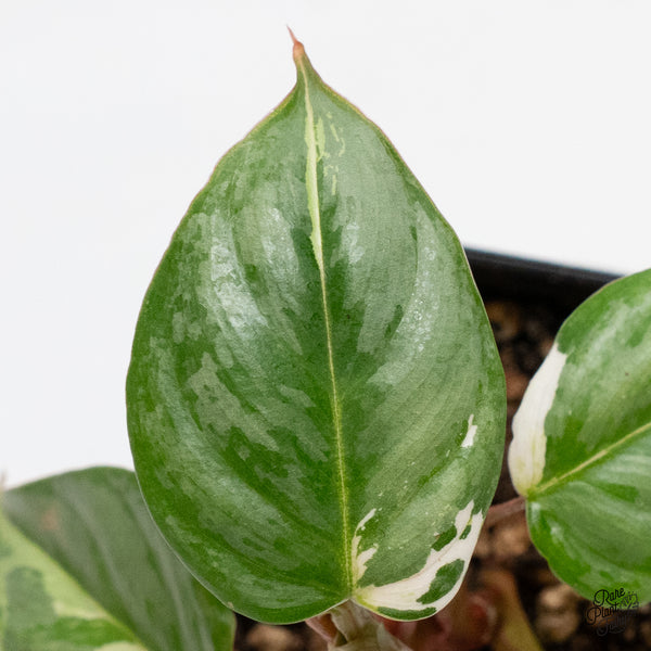 Philodendron Sodiroi Albo Variegated (wk52-UC)