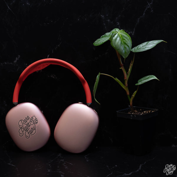 Philodendron sodiroi *Grower's choice*