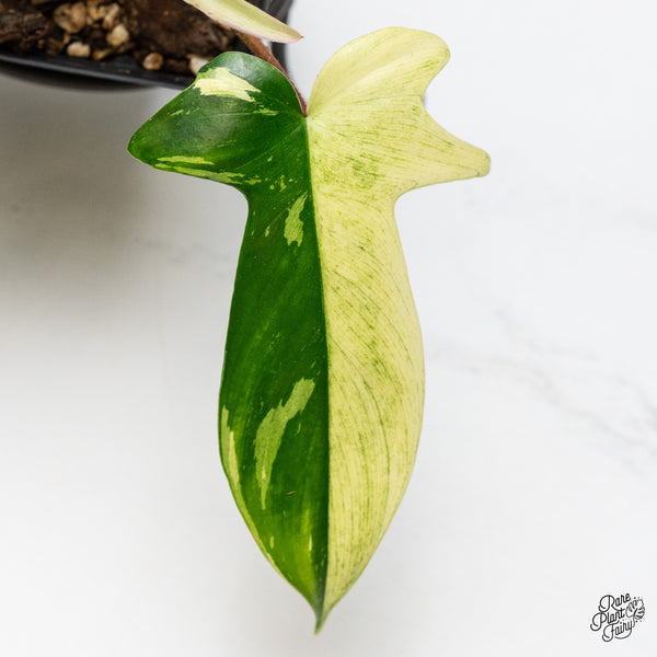 Philodendron 'Florida Beauty' Albo Variegated (wk49-N)