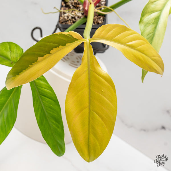 Philodendron Tripartitum Variegated (wk47-UD)