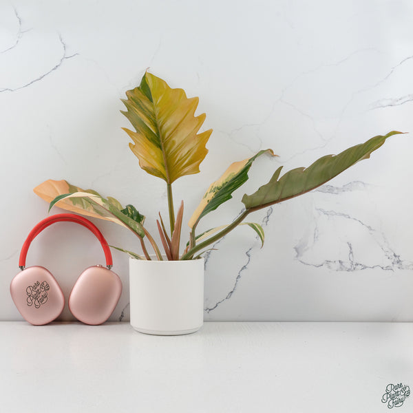 Philodendron 'Caramel Marble' (wk34-L)