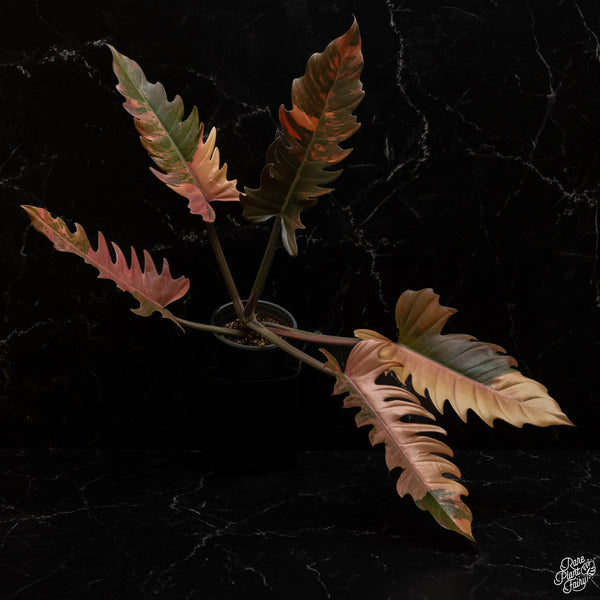 Philodendron 'Caramel Marble' *Grower's choice*