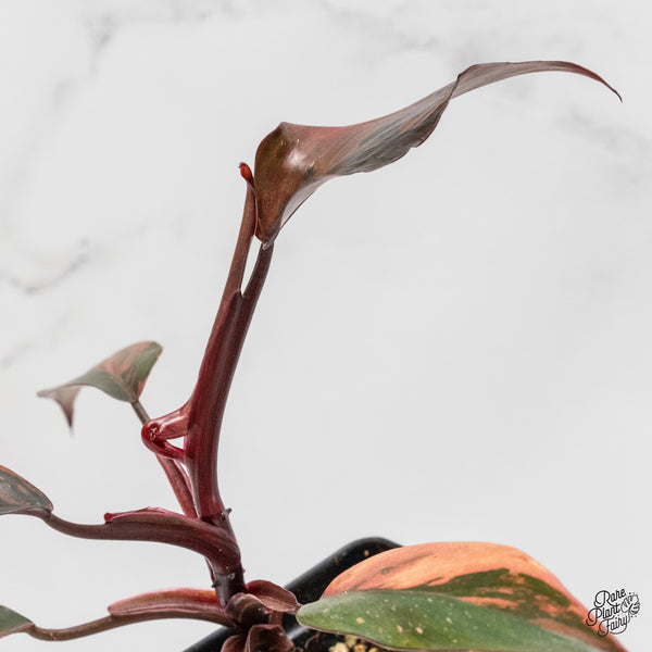 Philodendron 'Princess of Fire' (wk5-H)