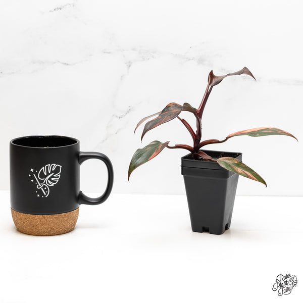 Philodendron 'Princess of Fire' (wk5-H)