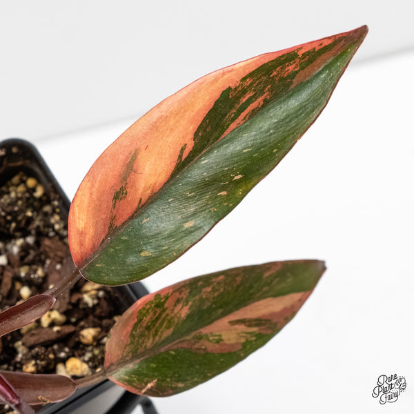 Philodendron 'Princess of Fire' (wk5-H)