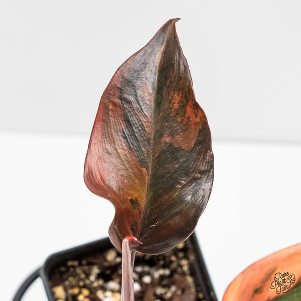 Philodendron 'Princess of Fire' (wk5-H)