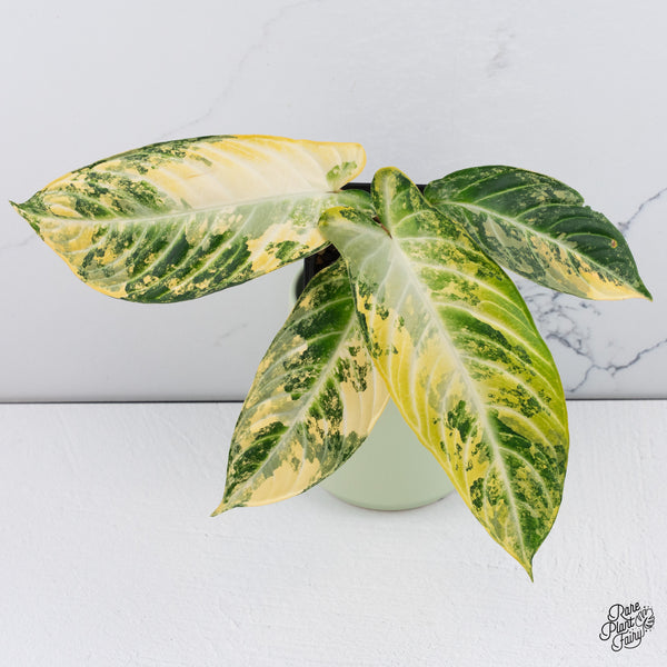 Phyllotaenium Lindenii (Previously Xanthosoma Lindenii) Variegated (wk37-D)