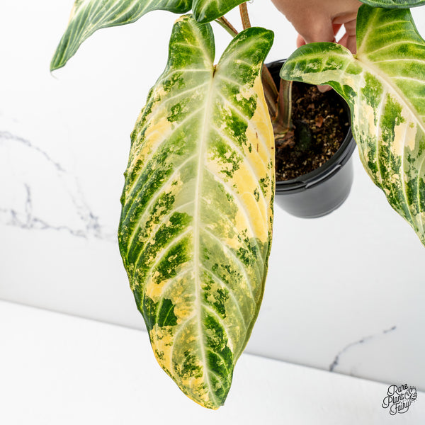 Phyllotaenium Lindenii (Previously 'Xanthosoma Lindenii') Variegated (wk47-L)