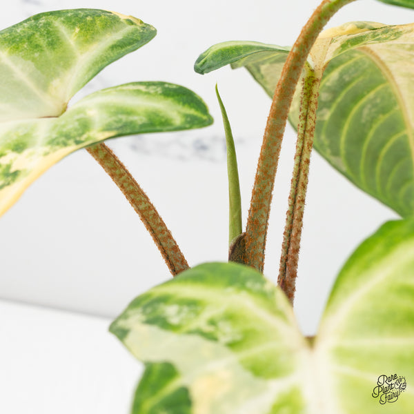 Phyllotaenium Lindenii (Previously 'Xanthosoma Lindenii') Variegated (wk47-L)