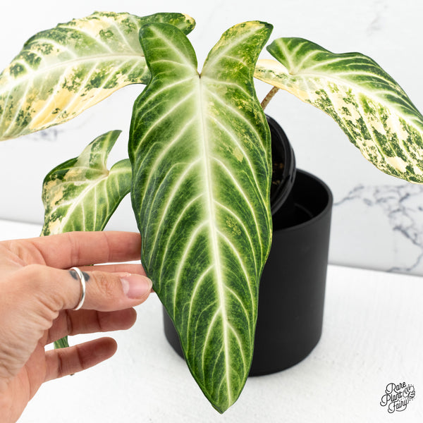 Phyllotaenium Lindenii (Previously 'Xanthosoma Lindenii') Variegated (wk47-L)