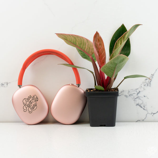 Philodendron 'Birkin' Pink Variegated *Grower's Choice*