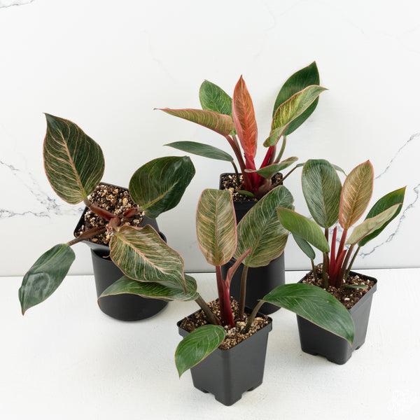 Philodendron 'Birkin' Pink Variegated *Grower's Choice*