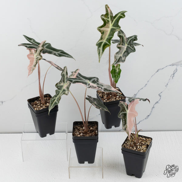 Alocasia Sanderiana 'Nobilis' Pink Variegated *Grower's Choice*