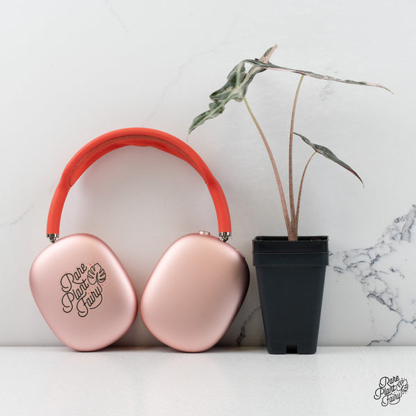 Alocasia Sanderiana 'Nobilis' Pink Variegated *Grower's Choice*