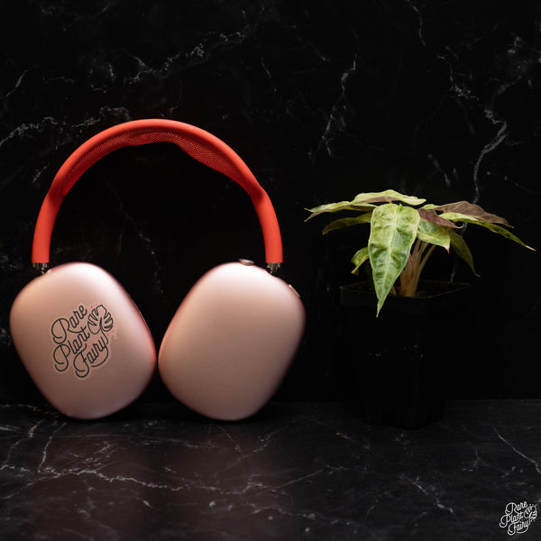 Alocasia 'Polly Ghost' *Grower's choice*