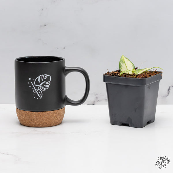 Hoya Polyneura Inner Variegated *Growers Choice*