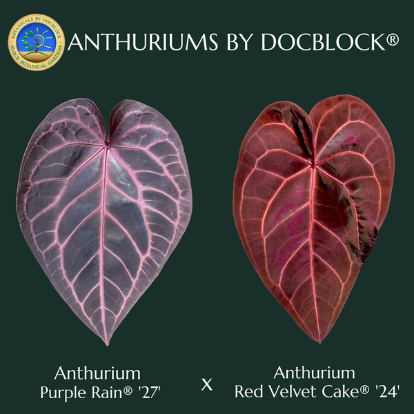 Anthurium Purple Rain '27' x Red Velvet Cake '24' by DocBlock® (wk49-K)