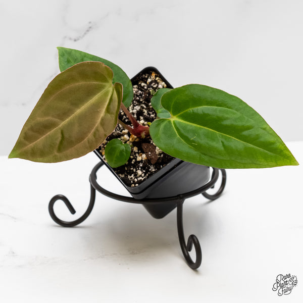 Anthurium sp. "RPF Living Wall" *Grower's Choice*