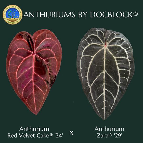 Anthurium Red Velvet Cake '24' x Zara '29' by DocBlock® (wk48-H)