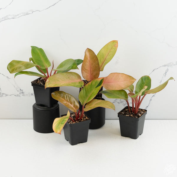 Philodendron 'Red Congo' Mint Variegated *Grower's Choice*