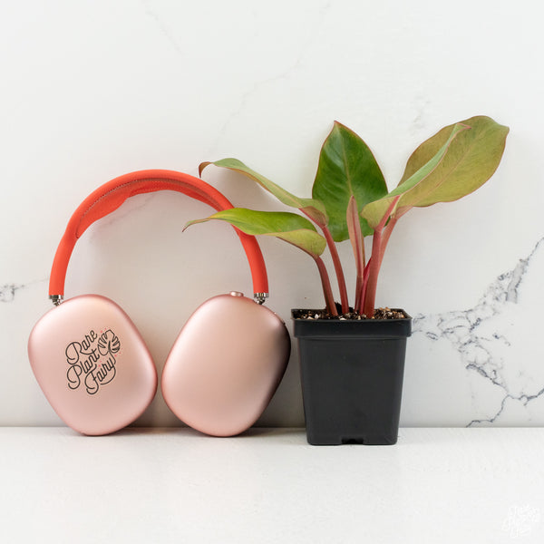 Philodendron 'Red Congo' Mint Variegated *Grower's Choice*