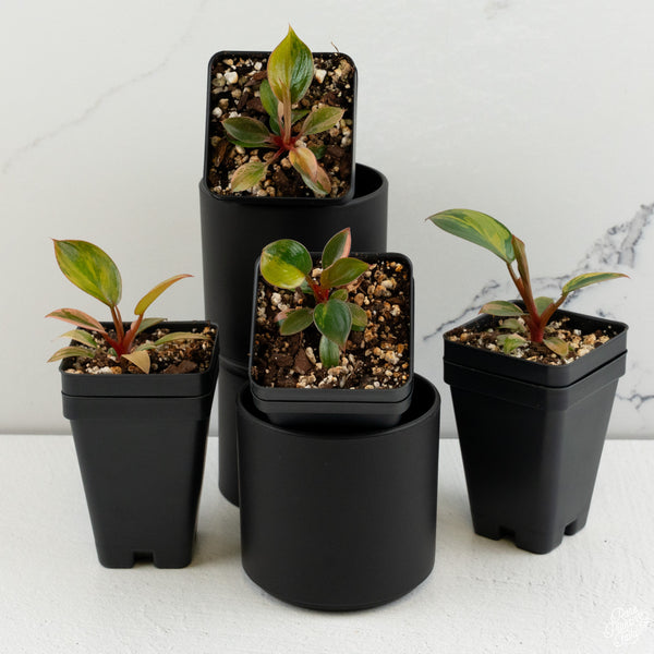 Philodendron 'Red Congo' Variegated *Grower's Choice*