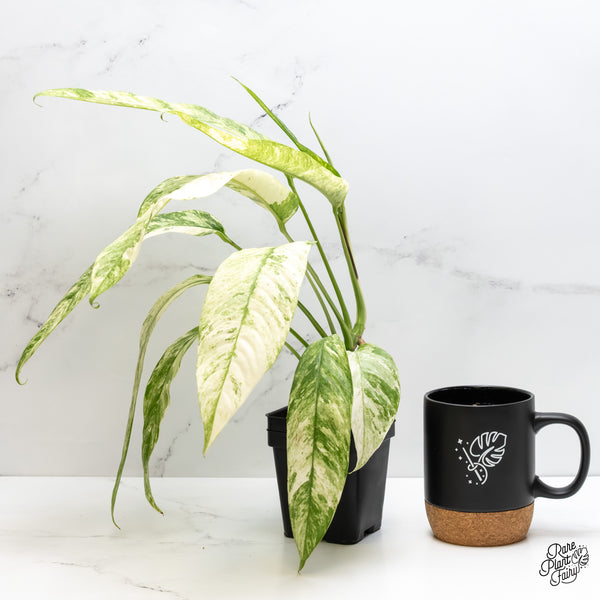 Rhaphidophora Foraminifera Albo Marble Variegated (wk5-L)