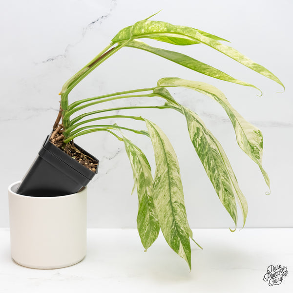 Rhaphidophora Foraminifera Albo Marble Variegated (wk5-L)