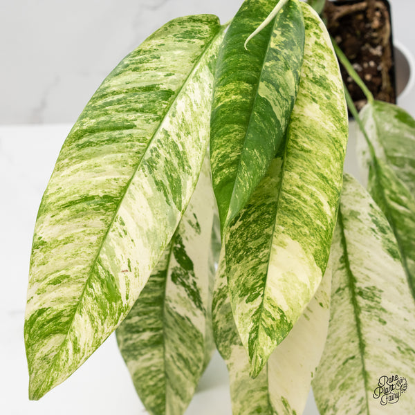 Rhaphidophora Foraminifera Albo Marble Variegated (wk5-L)