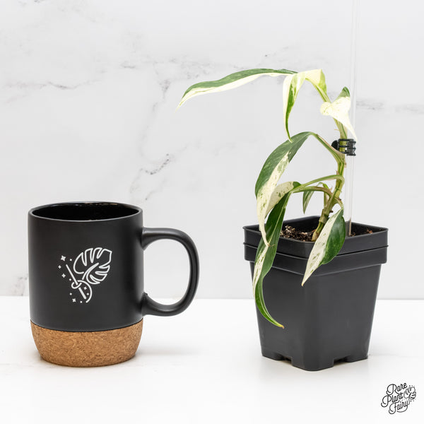 Rhaphidophora megasperma albo variegated (wk5-N)