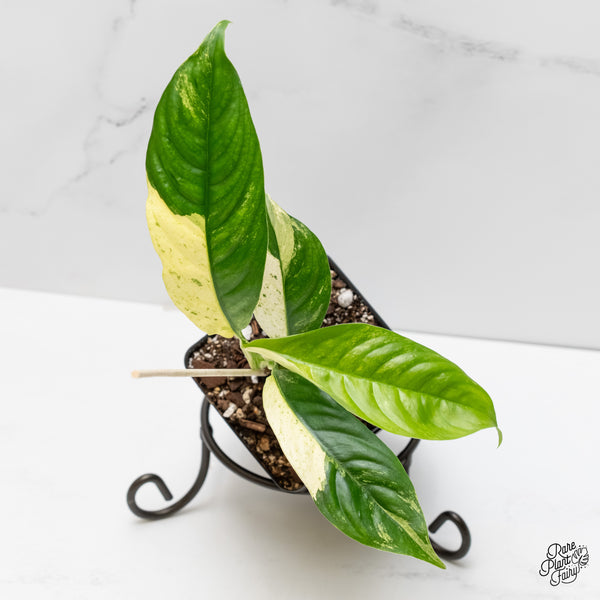 Rhaphidophora Puberula Albo Variegated (wk5-O)