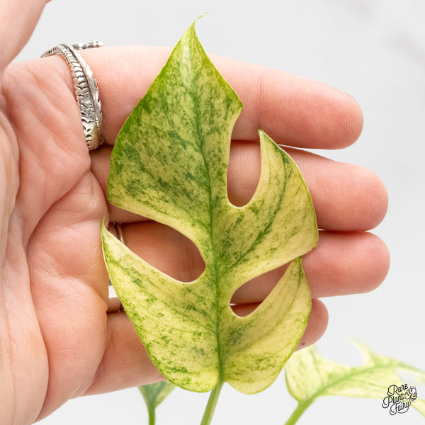 Rhaphidophora Tetrasperma 'White Monster' (wk6-A)