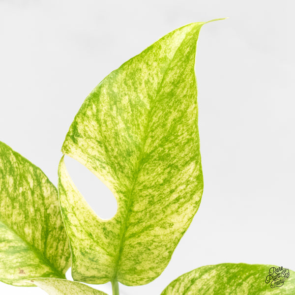 Rhaphidophora Tetrasperma 'White Monster' (wk6-B)