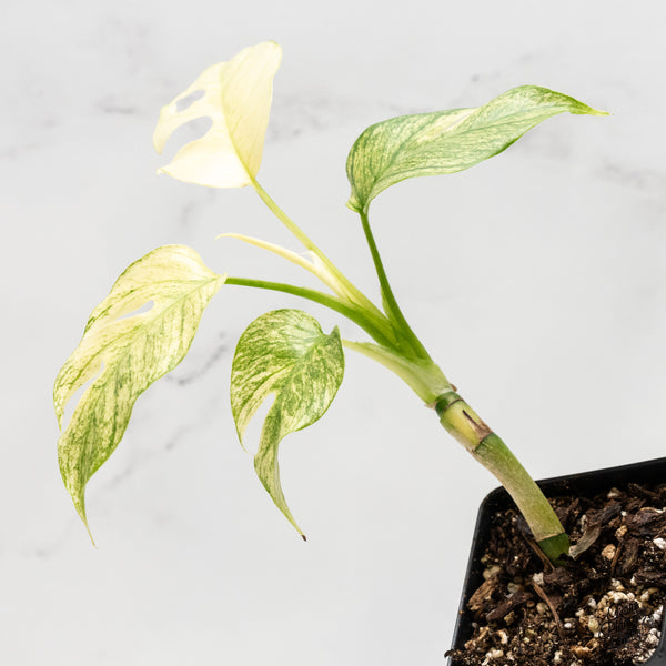 Rhaphidophora tetrasperma mint aka 'White Monster' variegated (wk3-N)