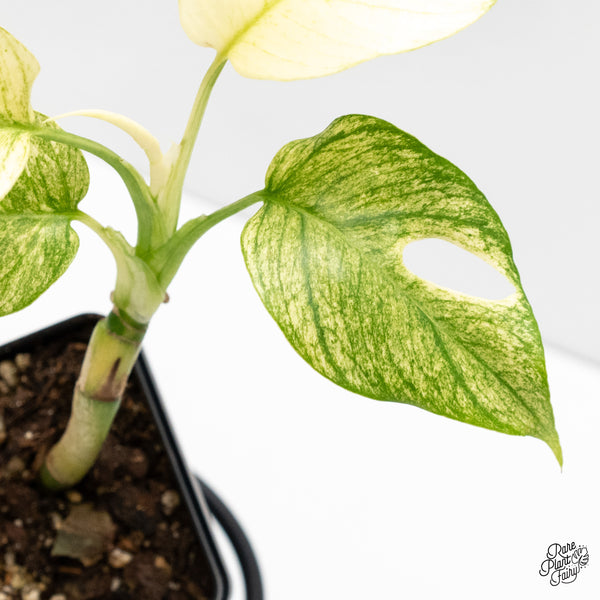 Rhaphidophora tetrasperma mint aka 'White Monster' variegated (wk3-N)