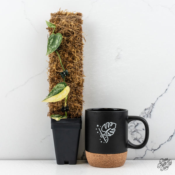 Scindapsus Pictus 'Apolaki' Variegated (wk46-A)