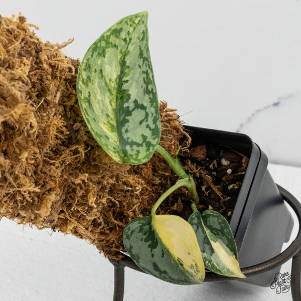 Scindapsus Pictus 'Apolaki' Variegated (wk50-B)