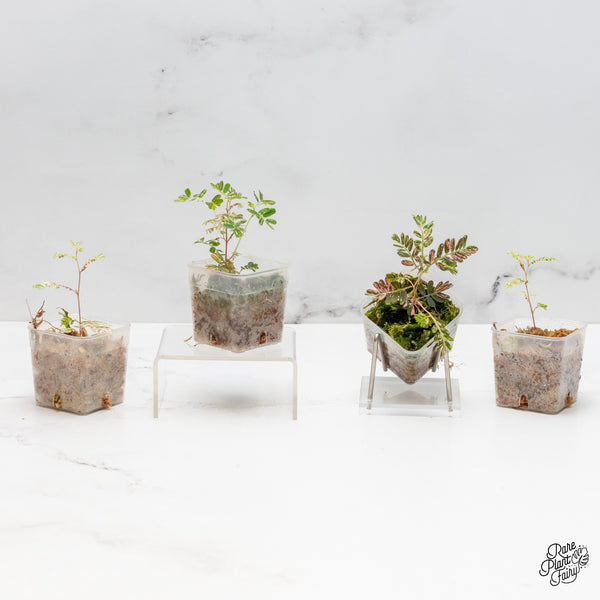 Phyllanthus urinaria pink variegated (aka 'Sensitive Plant') *Grower's choice*