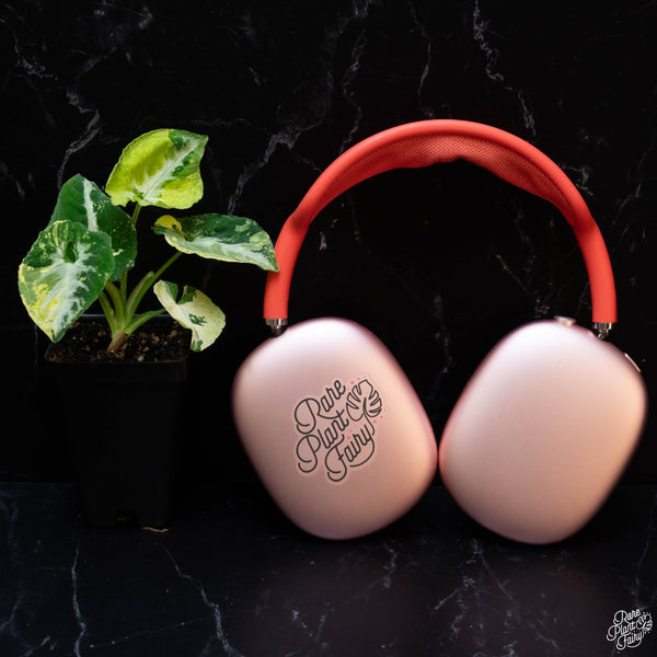 Syngonium 'Scrambled Eggs' *Grower's Choice*