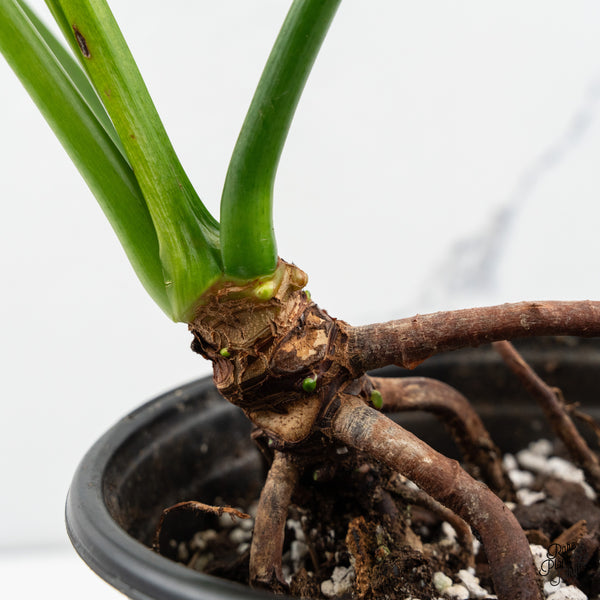 Thaumatophyllum Spruceanum Mint Variegated (wk49-Q)