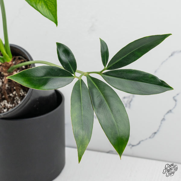 Thaumatophyllum Spruceanum Mint Variegated (wk49-Q)